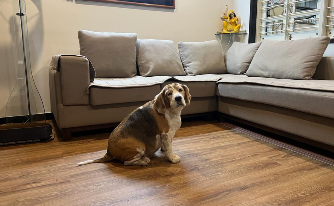 Premium SPC Flooring ( LUNA ) Made in India