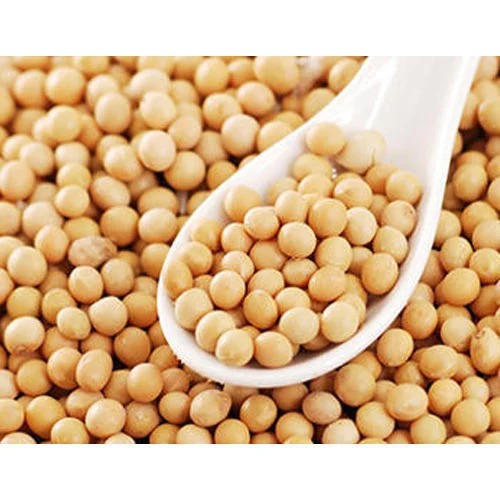 Organic White Soybean Seed