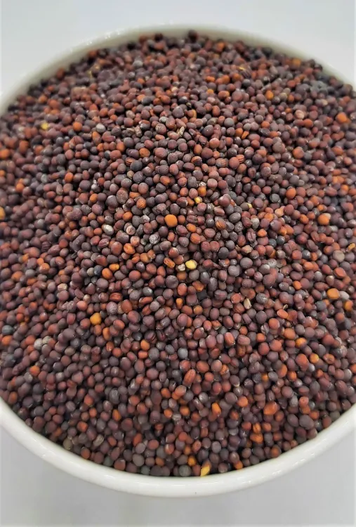 Fresh Organic Mustard Seeds(Rayo)