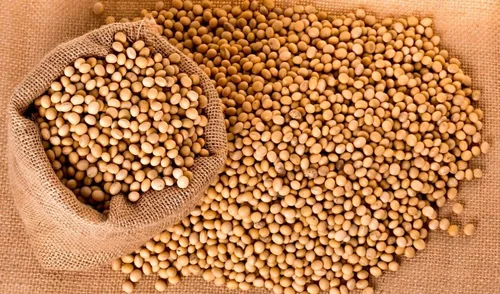 Organic Brown Soybean Seeds